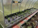 Агротекстиль Agrojutex 100г/м2 - 3.30x100м