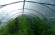 Пленка для теплиц «НЕВА» 200 мкм   