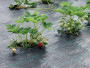 Агротекстиль Agrojutex 130г/м2 - 4.20x100м Агротекстиль Agrojutex 130г/м2 - 4.20x100м