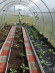 Агротекстиль Agrojutex 130г/м2 - 1x50м Агротекстиль Agrojutex 130г/м2 - 1x50м
