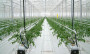 Агротекстиль Agrojutex белый 130г/м2 - 4.20x100м Агротекстиль Agrojutex белый 130г/м2 - 4.20x100м